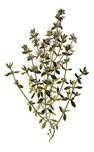 Thymian